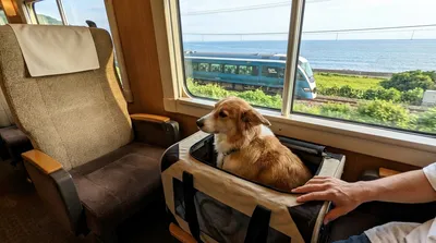 サフィール踊り子と犬の乗車ルール完全ガイド！愛犬と伊豆旅行を楽しむコツは?